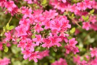 The Rhododendrons at Portmeirion