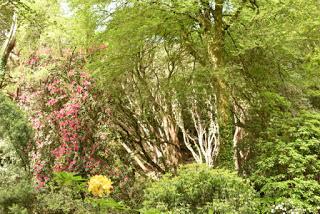 The Rhododendrons at Portmeirion