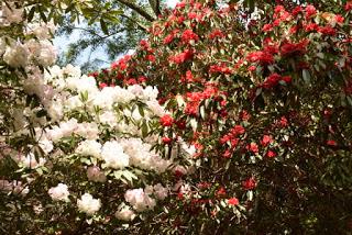 The Rhododendrons at Portmeirion