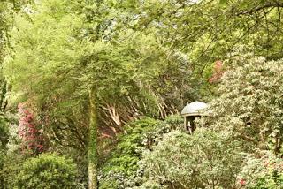 The Rhododendrons at Portmeirion