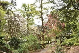 The Rhododendrons at Portmeirion