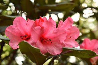 The Rhododendrons at Portmeirion