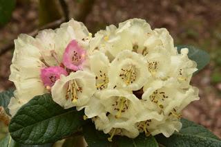 The Rhododendrons at Portmeirion