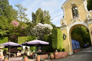 The Rhododendrons at Portmeirion