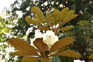 The Rhododendrons at Portmeirion