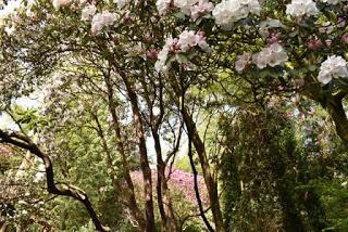 The Rhododendrons at Portmeirion