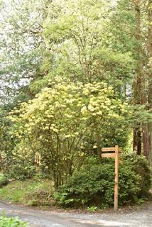 The Rhododendrons at Portmeirion