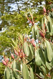 The Rhododendrons at Portmeirion