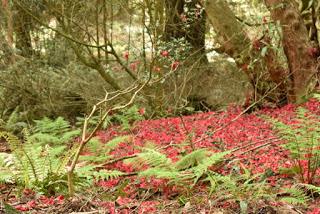 The Rhododendrons at Portmeirion