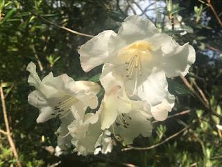 The Rhododendrons at Portmeirion