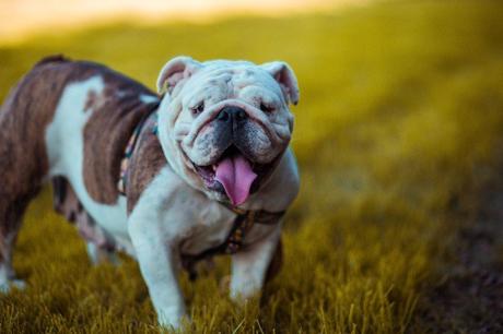 Best Dry Dog Food for American Bulldogs – Perfect for Any Dog Needs Review 2019