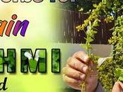 Which Herbs That Boost Your Memory Power