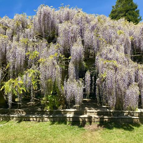 Exbury Gardens in its Glory