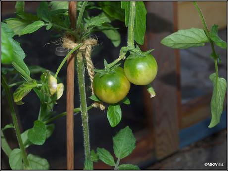 Potting-up tomatoes