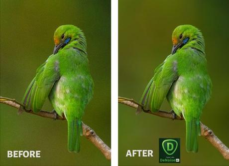 Topaz DeNoise AI Before After Images