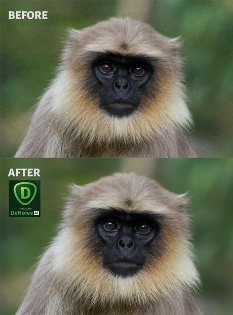 Topaz DeNoise AI Before After Images