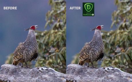 Topaz DeNoise AI Before and After