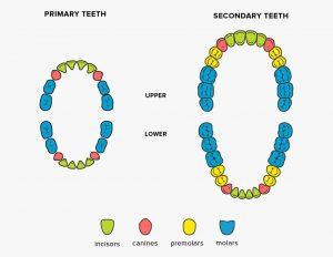 TOOTH – BODY RELATIONSHIP