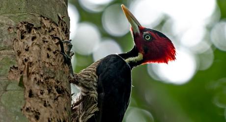 Tikal National Park is a haven for birding enthusiasts.