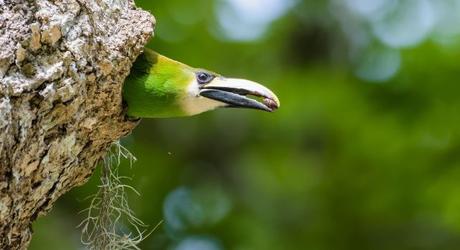 An Emerald toucanet peeking from its nest.