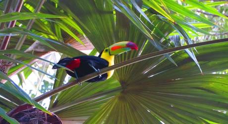 Sight colorful toucans in Tikal.