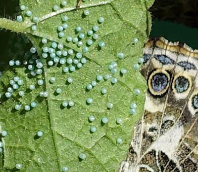 HOW BUTTERFLIES SMELL WITH THEIR FEET, Nonfiction Minute by Dorothy Hinshaw Patent