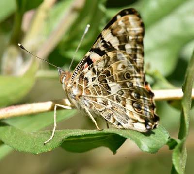 HOW BUTTERFLIES SMELL WITH THEIR FEET, Nonfiction Minute by Dorothy Hinshaw Patent