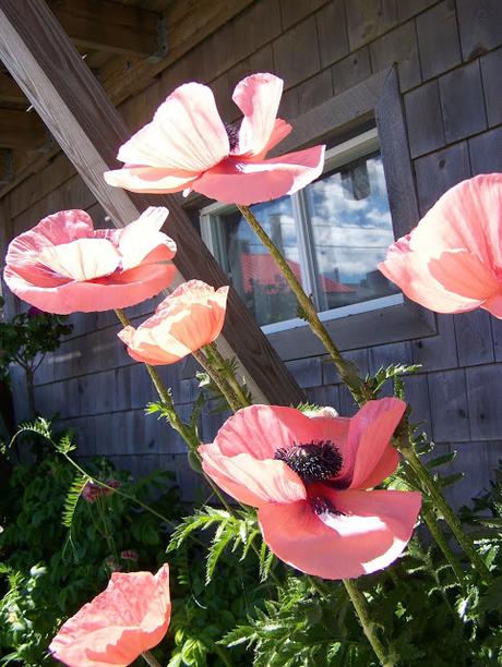 Poppies reaching for the sun