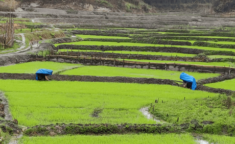 Ziro, Arunachal Pradesh: a paradise amidst the dawn lit mountains