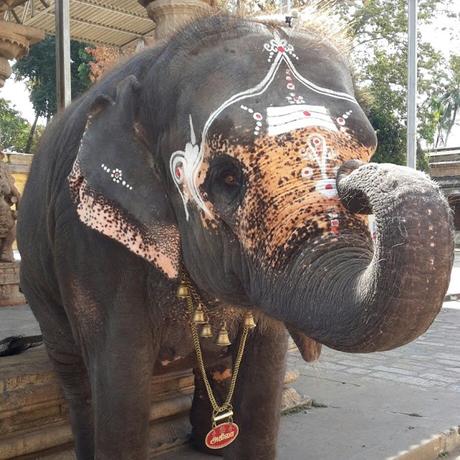 Thiruvanaikaval Akila gets showers