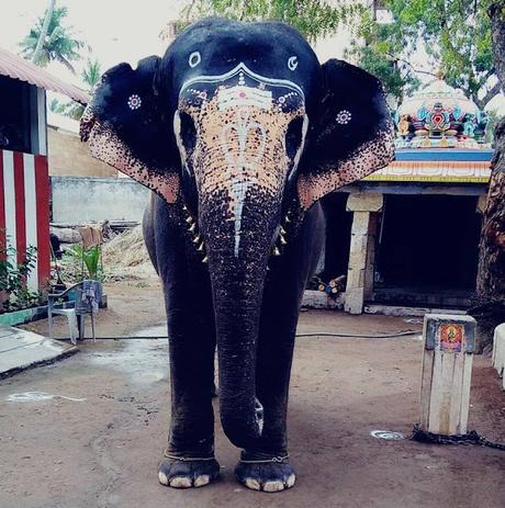 Thiruvanaikaval Akila gets showers