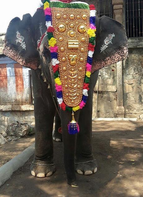 Thiruvanaikaval Akila gets showers