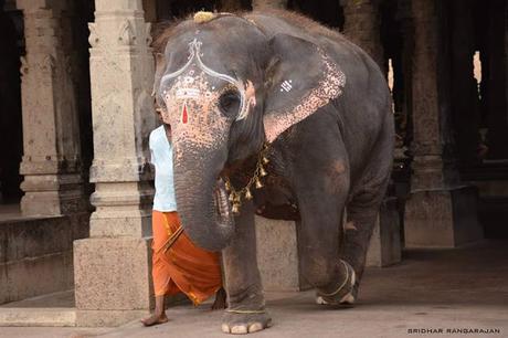 Thiruvanaikaval Akila gets showers