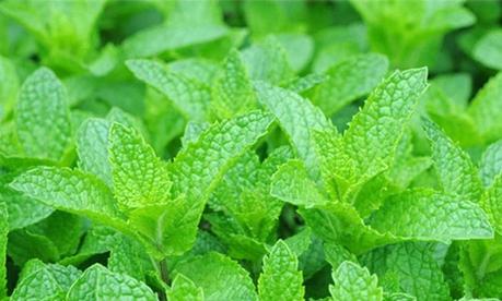 Strengthen Your Hair The Natural And Ayurvedic Way Strengthen Your Hair The Natural And Ayurvedic Way