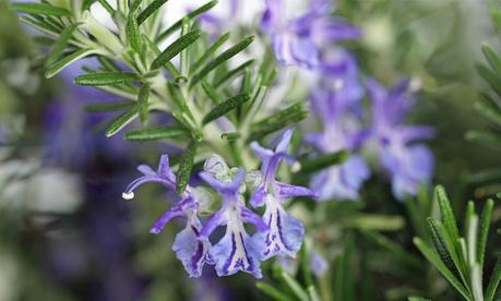 Strengthen Your Hair The Natural And Ayurvedic Way Strengthen Your Hair The Natural And Ayurvedic Way