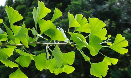 Strengthen Your Hair The Natural And Ayurvedic Way Strengthen Your Hair The Natural And Ayurvedic Way