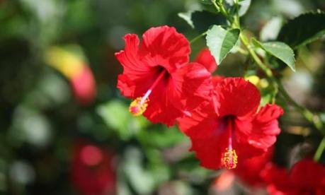 Strengthen Your Hair The Natural And Ayurvedic Way Strengthen Your Hair The Natural And Ayurvedic Way