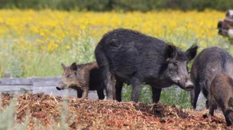 Wild pigs are rapidly spreading across Canada, and researchers say it's time to worry