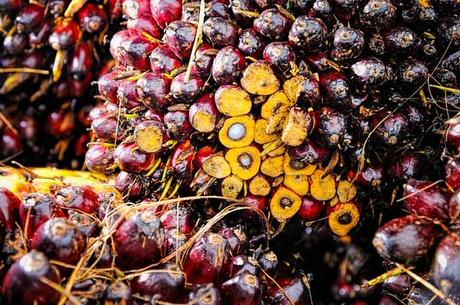 palm-oil-fruit-background-ripe