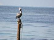 POEM: Pelican Piling