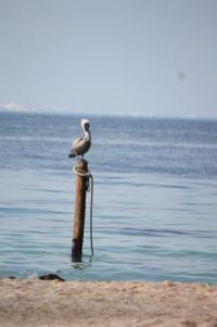POEM: Pelican on a Piling