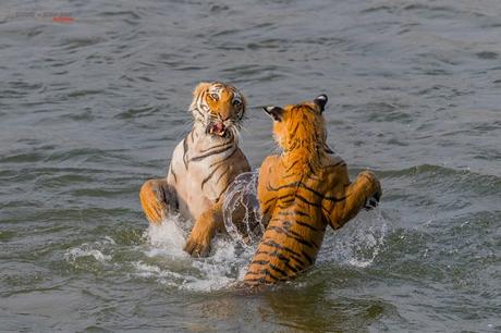 Naughty Tiger cub playing with Mother