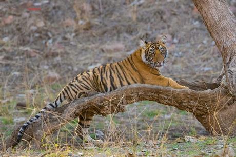 Tiger Cub from Ranthambore