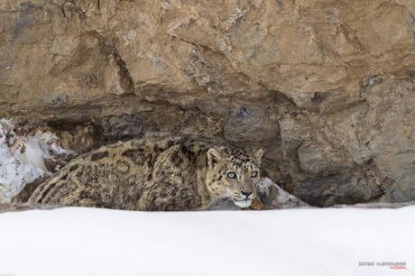 Snow Leopard photography