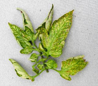 Lets bust a few myths about tomato leaf curl