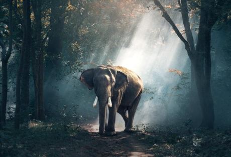 view-of-elephant-in-forest