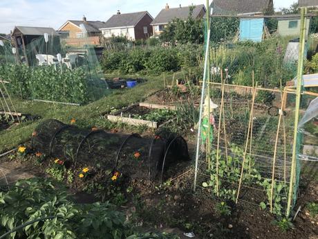 Plot 52A June 2019 Update