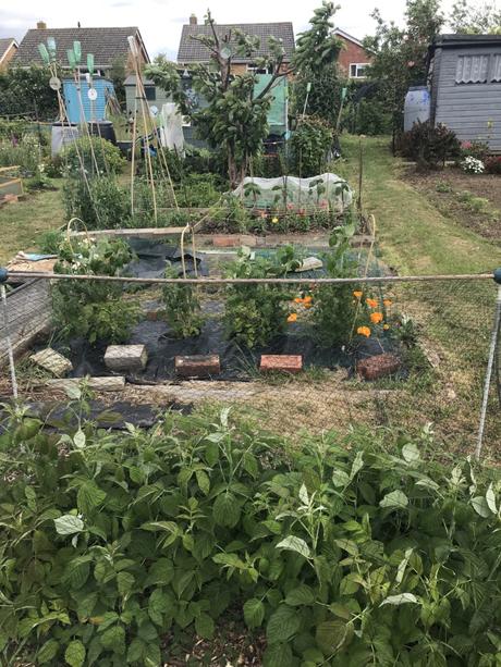 Plot 52A June 2019 Update