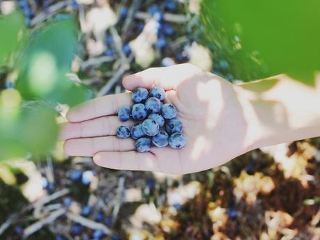 Live off the land: Learn to forage at these Canadian hotels Live off the land: Learn to forage at these Canadian hotels