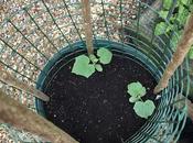 Planting Cucumbers